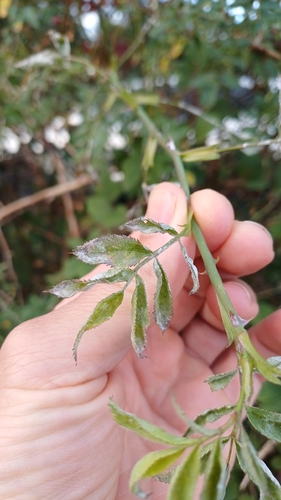 Podosphaera pannosa