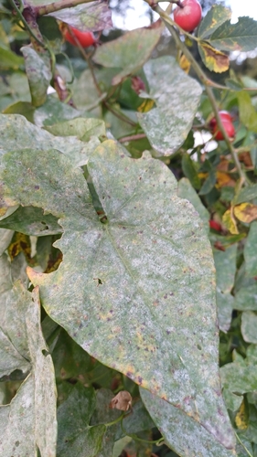 Bindweed Powdery Mildew