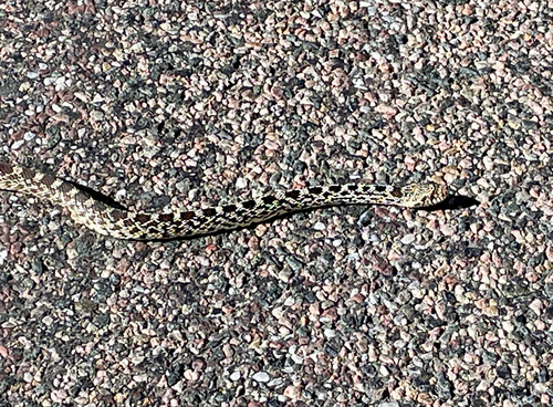 Bullsnake