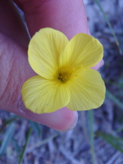 Linum tauricum