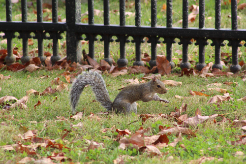 Eastern Gray Squirrel