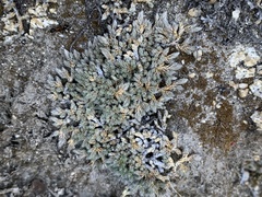 Selaginella asprella