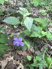 Ruellia purshiana