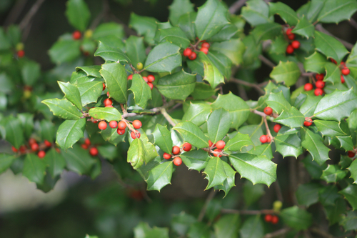 American holly