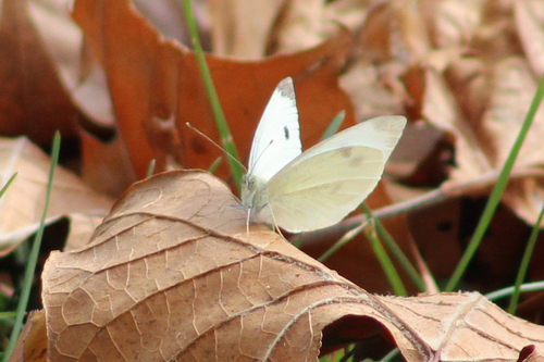 Small White