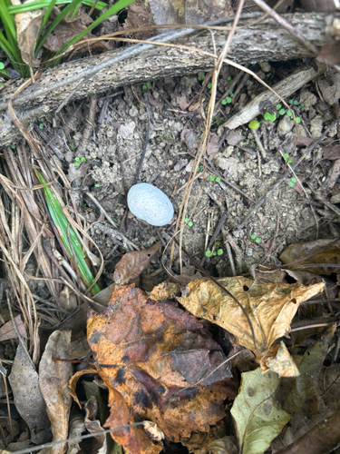 Aborted entoloma