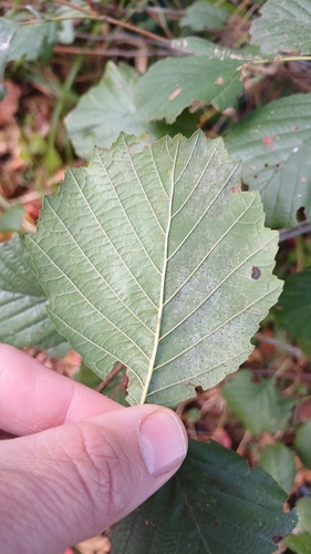 Phyllactinia alnicola