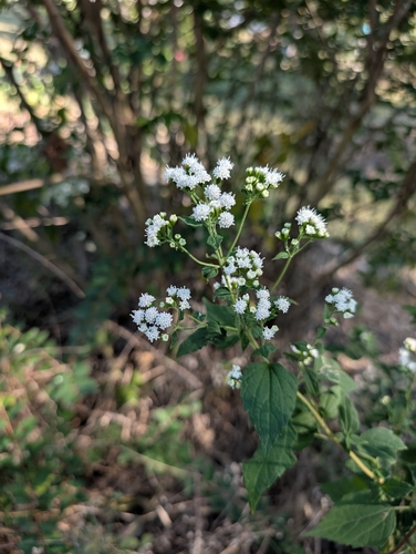 white snakeroot