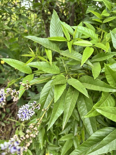 Otholobium glandulosum, 2026-10-10