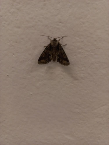Green-brindled Crescent