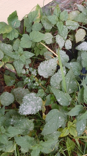 Nettle Powdery Mildew