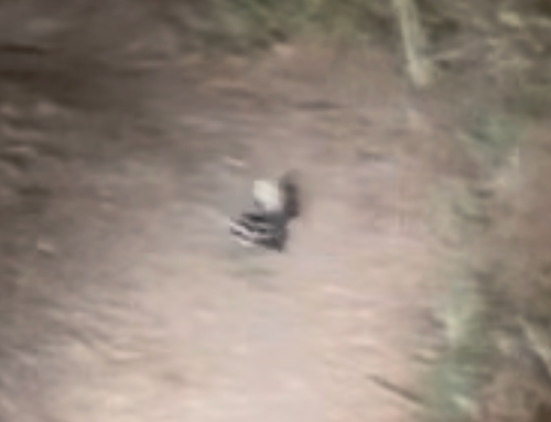 Channel Islands Spotted Skunk observed by chaos-of-kaitlin