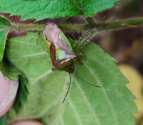 Hawthorn Shield Bug