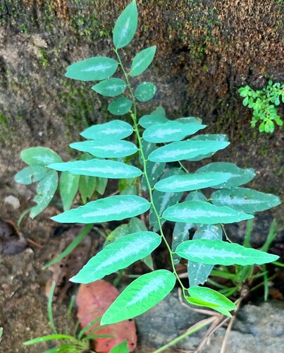 Sauropus observed 2026-10-10