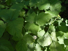 Rubus