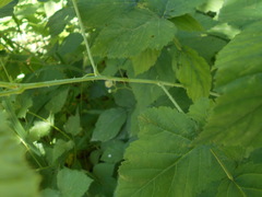 Rubus