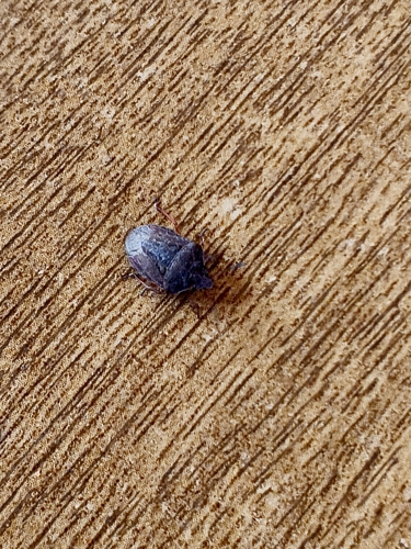 Punctaria observed 2026-10-10