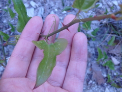 Smilax excelsa