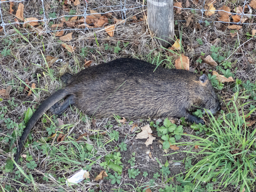 Coypu