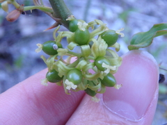 Smilax excelsa