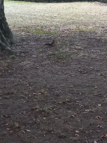 Eurasian Red Squirrel