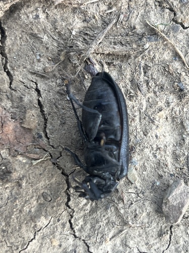 Cedar Beetle