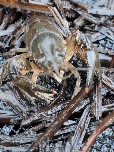 Spinycheek Crayfish