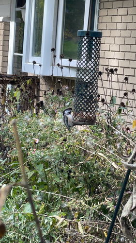 Black-capped Chickadee