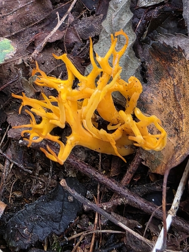 Jelly-antler