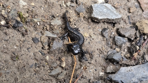 Alpine Salamander