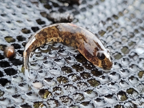 Western Tubenose Goby