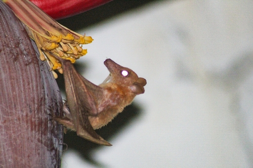 Macroglossus minimus observed 2026-10-09