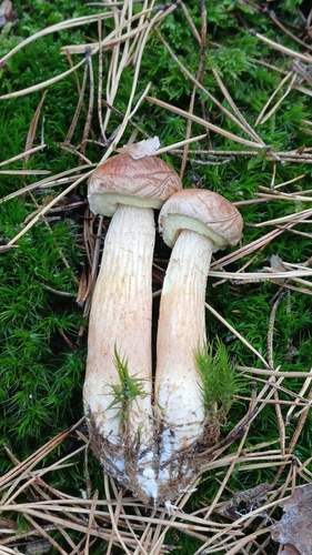 Aureoboletus projectellus