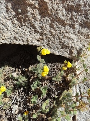 Calceolaria caleuana