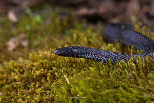 Achalinus ningshanensis