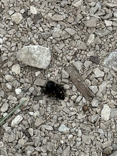 Bold Jumping Spider