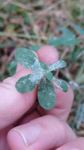 Erysiphe hyperici