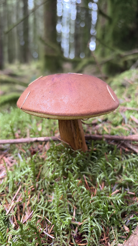 Bay Bolete