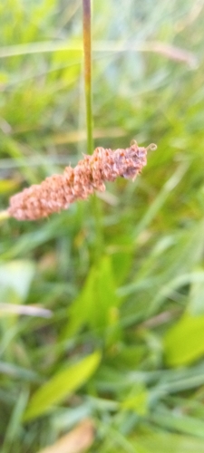 ribwort plantain