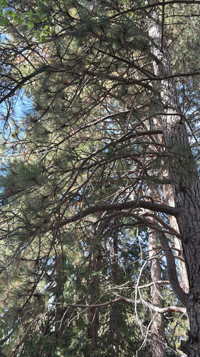 iNaturalist observation photo of Western Ponderosa Pine