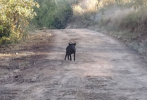 Wild Boar
