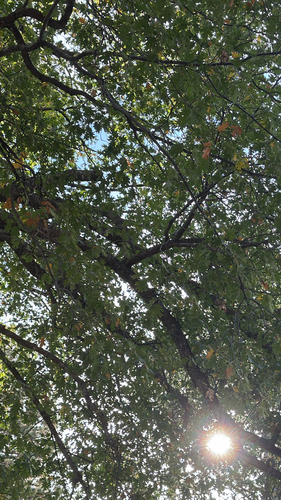 iNaturalist observation photo of California black oak