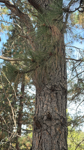 iNaturalist observation photo of Western Ponderosa Pine