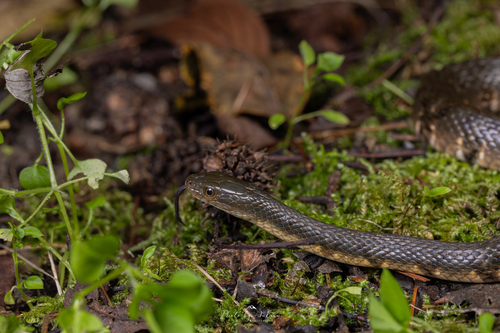 Mountain Water Snake