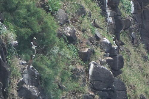 Sula leucogaster observed 2026-10-09