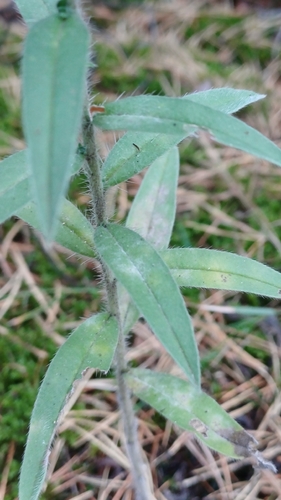 Golovinomyces asperifolii