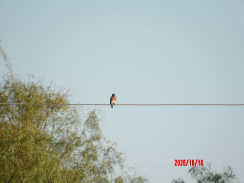 Eastern Bluebird