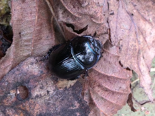 Woodland Dor Beetle