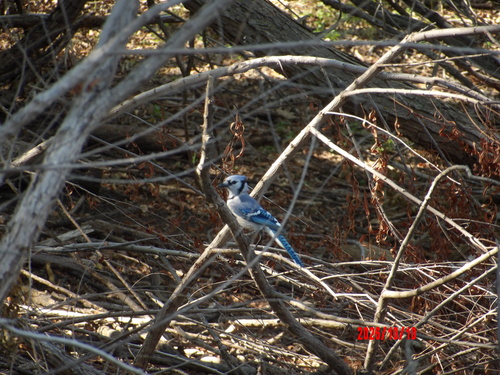 Blue Jay