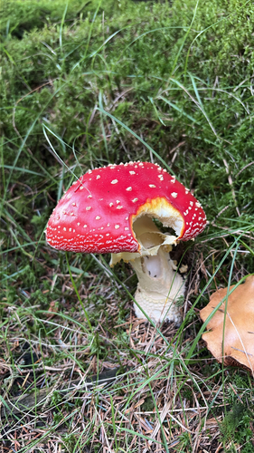 Fly Agaric